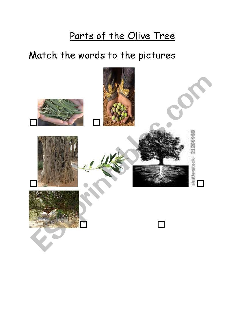 Parts of the olive tree worksheet