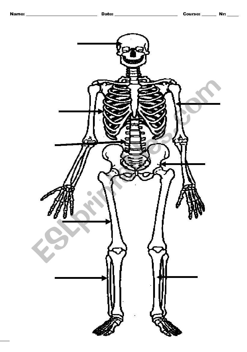 The skeleton worksheet