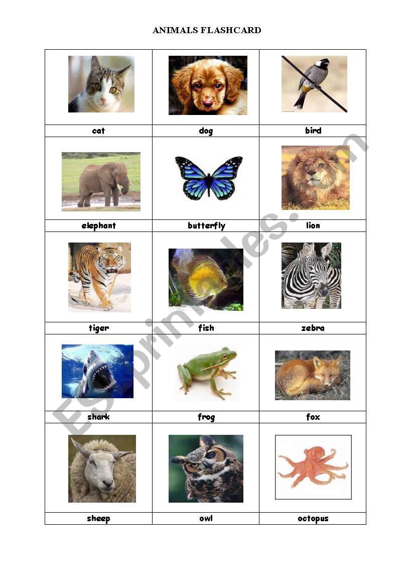 Animals Flashcard worksheet