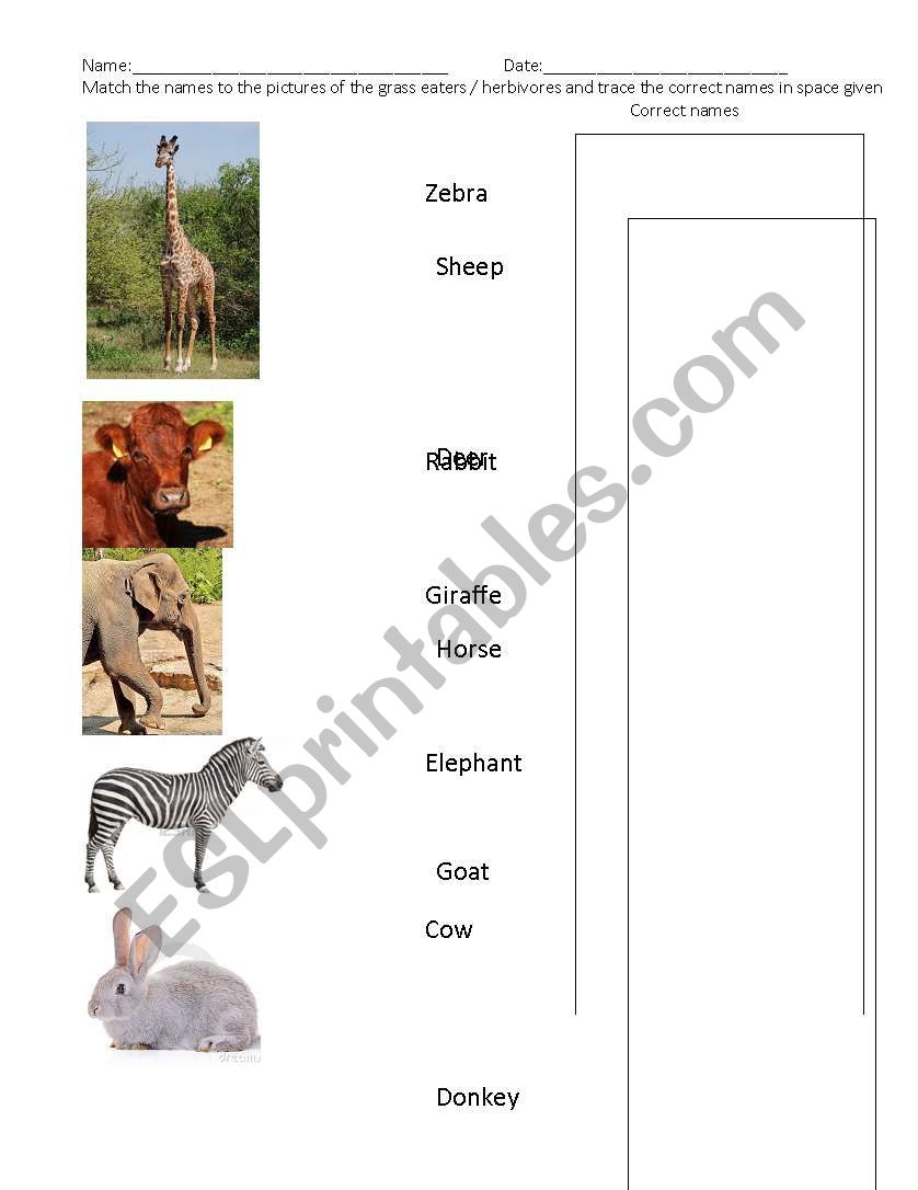 Herbivores match the following worksheet