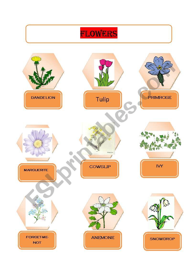 Flowers worksheet