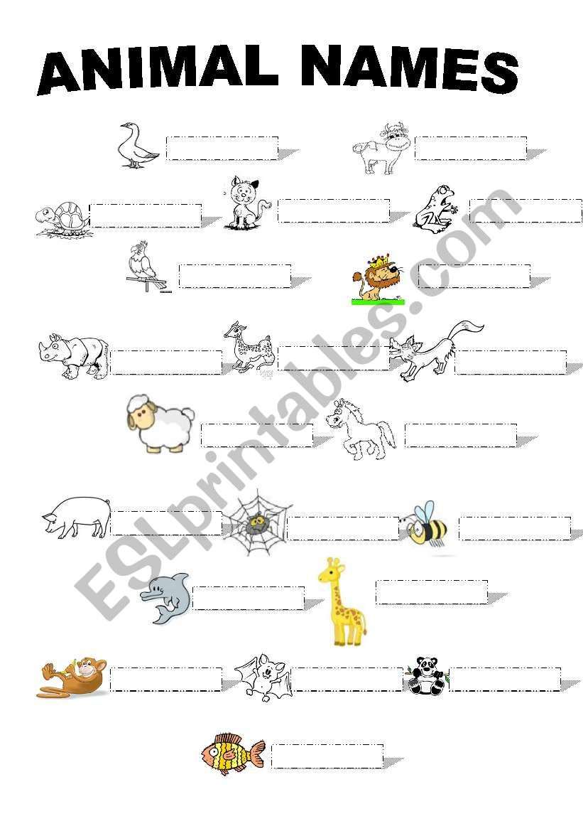 ANIMALS worksheet