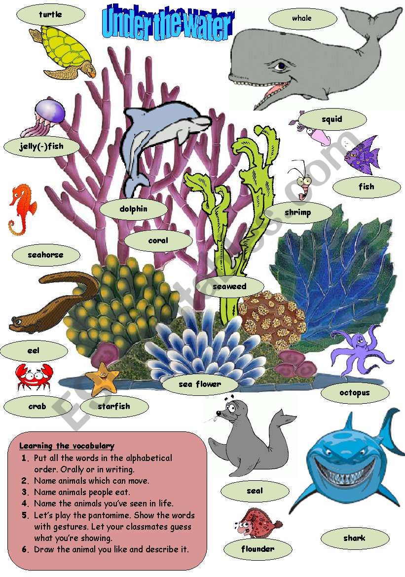 Sea Animals worksheet