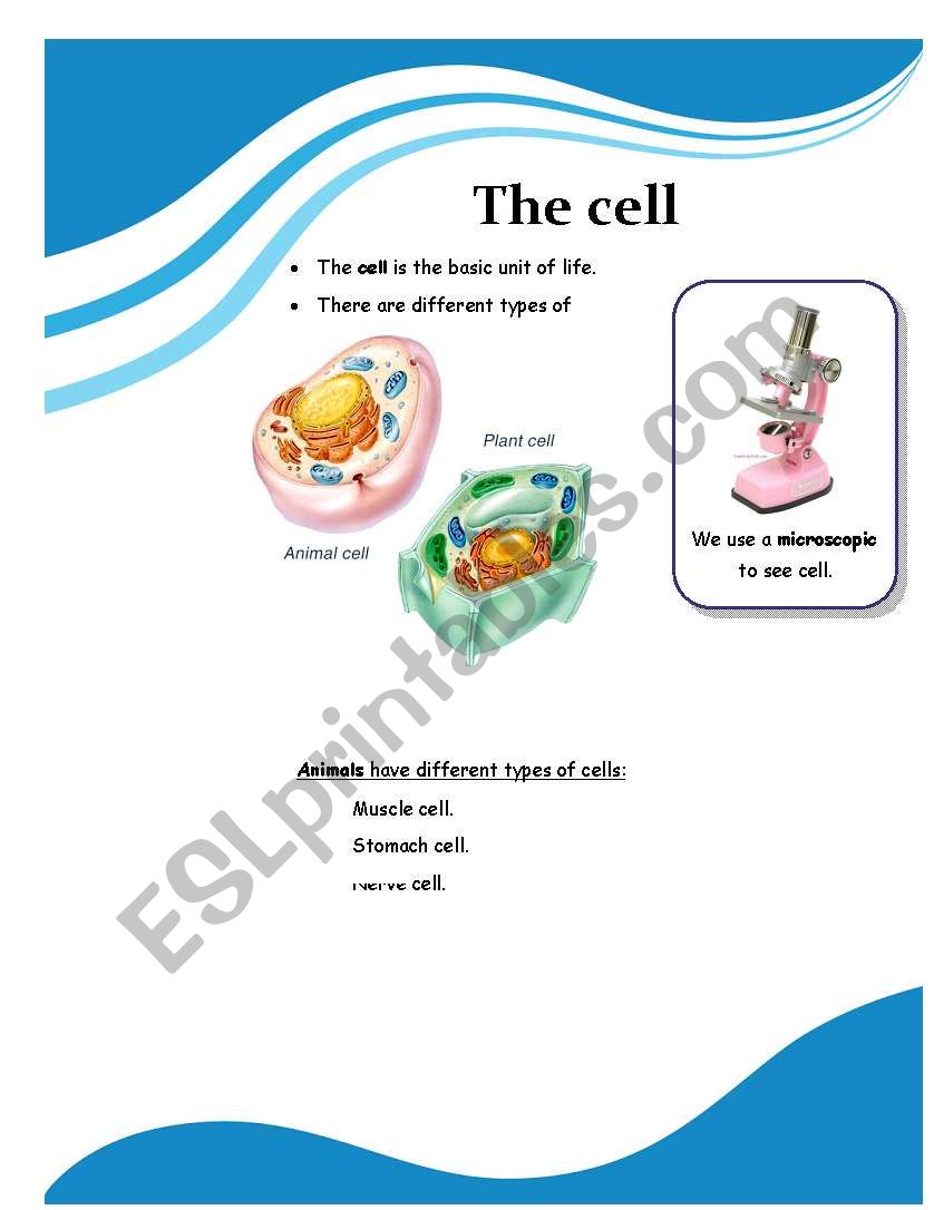 The cells worksheet