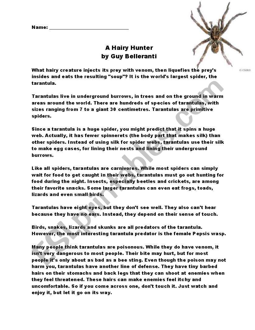 Reading Comprehension - Spider -