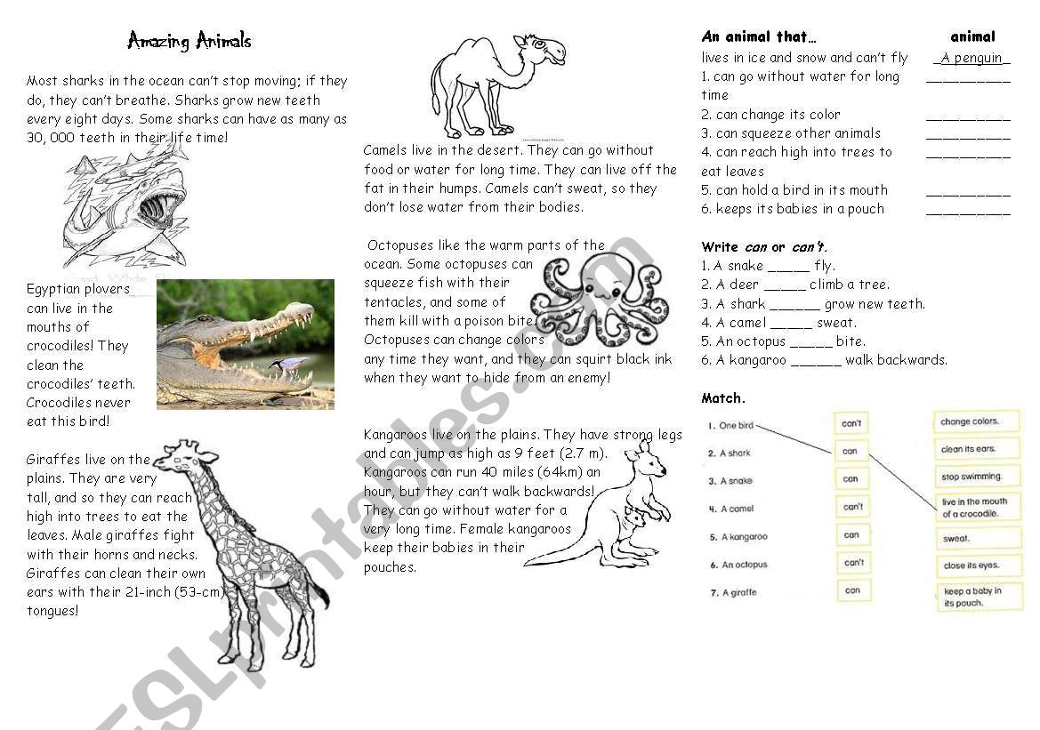 Amazing Animals worksheet