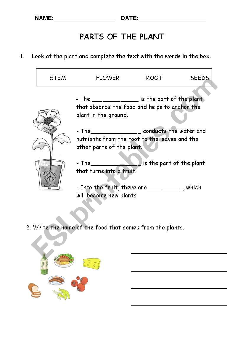 Parts of the plant worksheet
