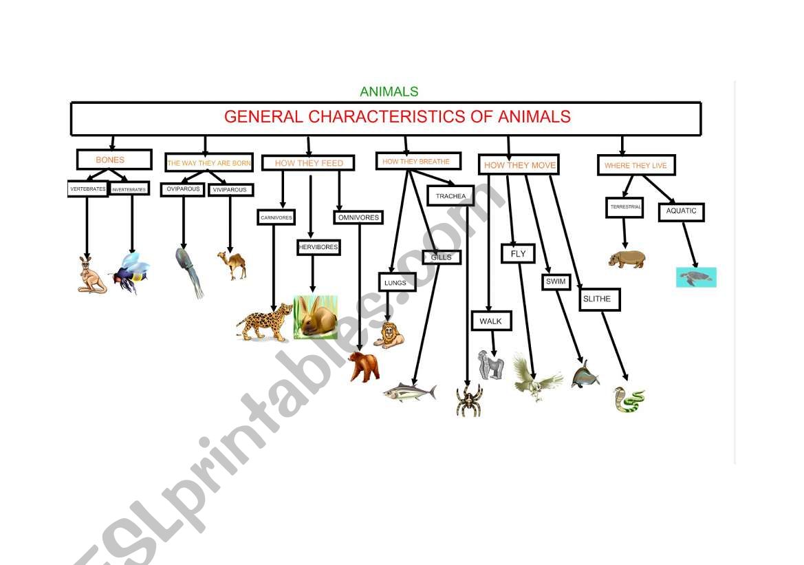 GENERAL CHARACTERISTICS OF ANIMALS