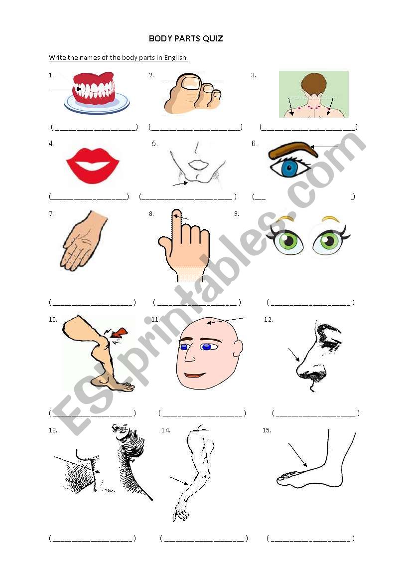 Body  parts exercise  worksheet