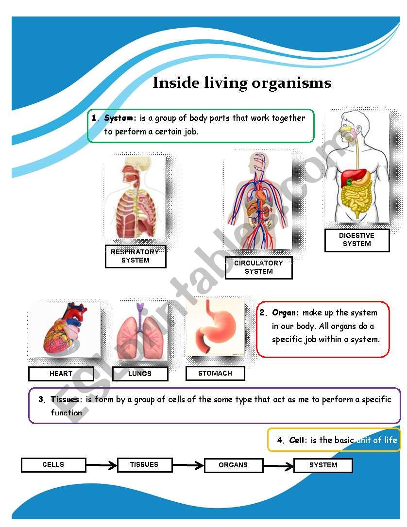 Inside living organism worksheet
