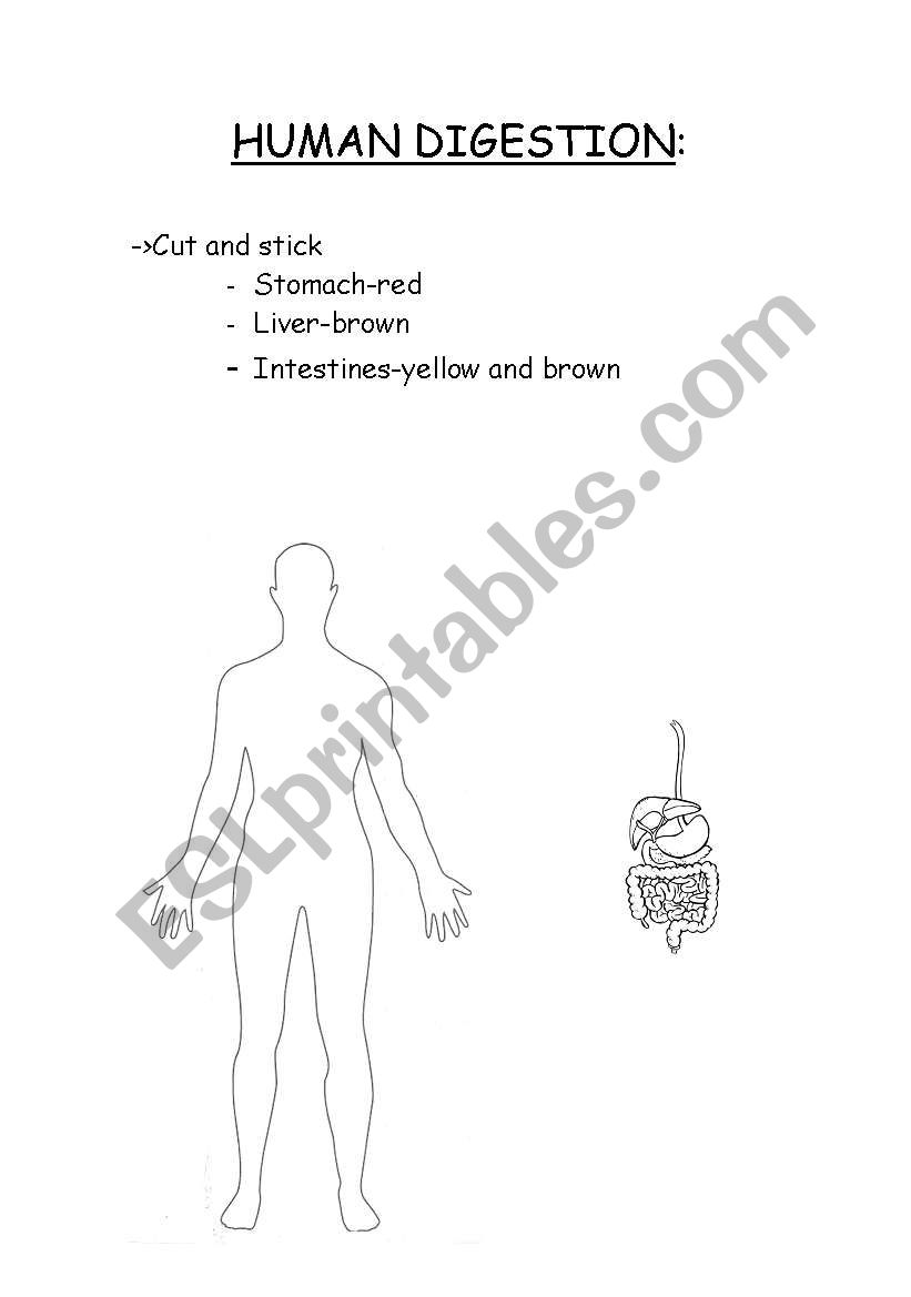 Human Digestion worksheet