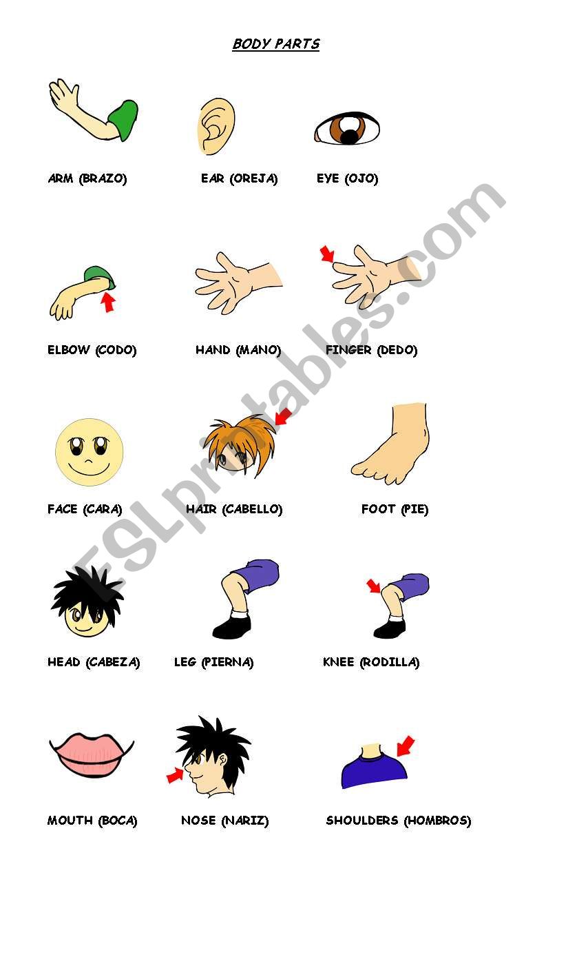 body parts vocabulary worksheet