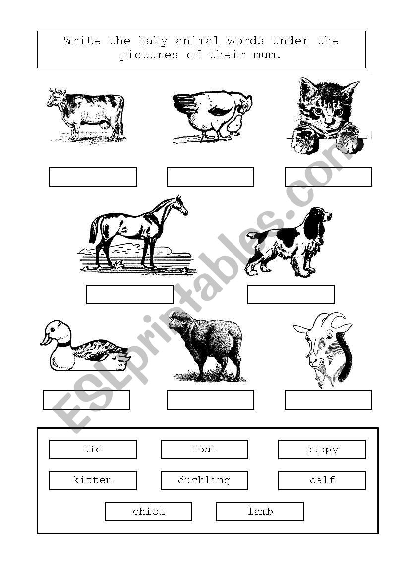 Animals and their mums worksheet