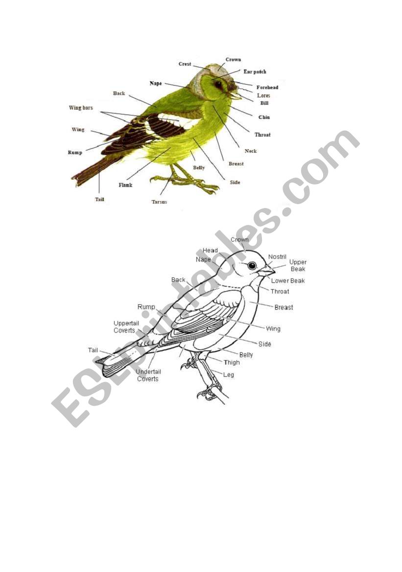 part of bird worksheet