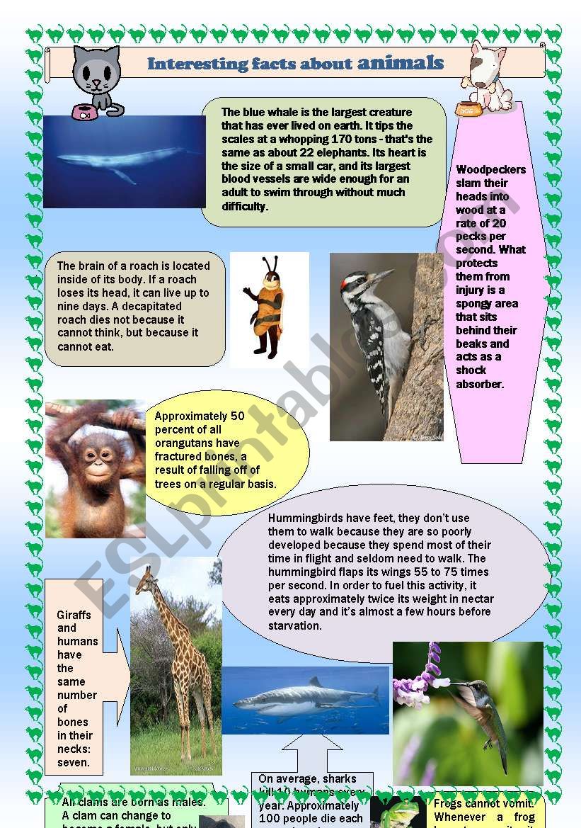 Interesting facts about animals - ESL worksheet by J2BK
