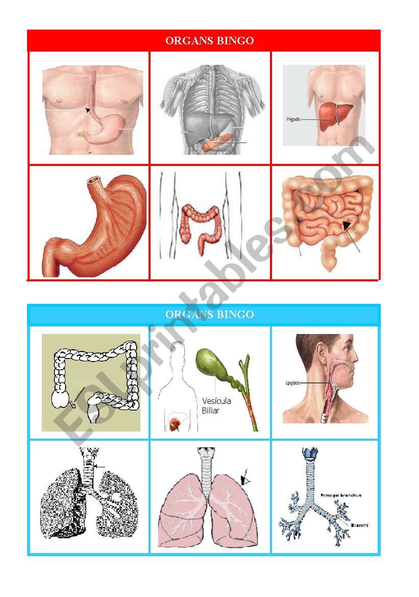 Verb Anatomy Bingo Card