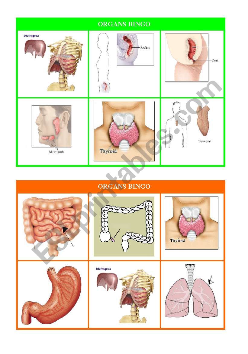 ORGANS BINGO part 2 worksheet