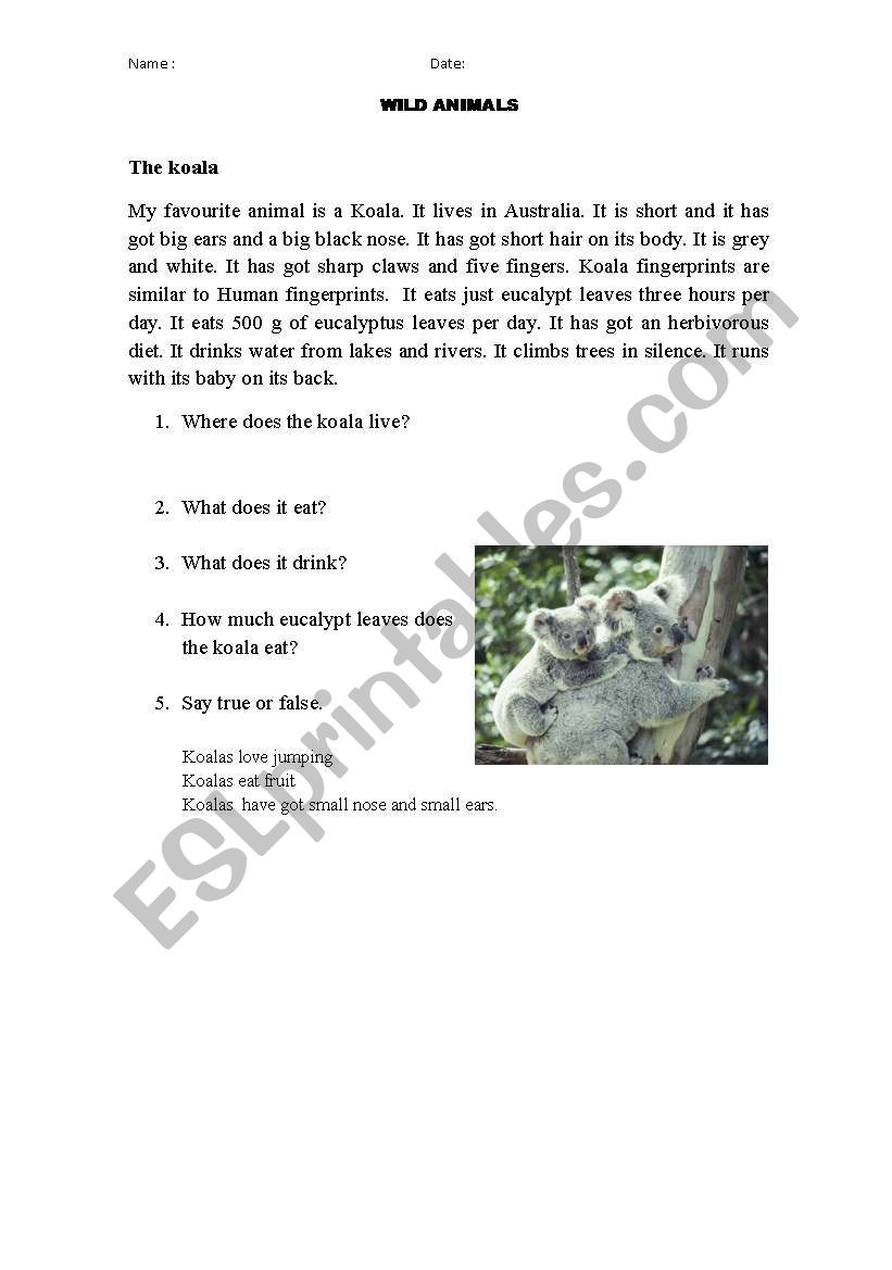 the koala worksheet