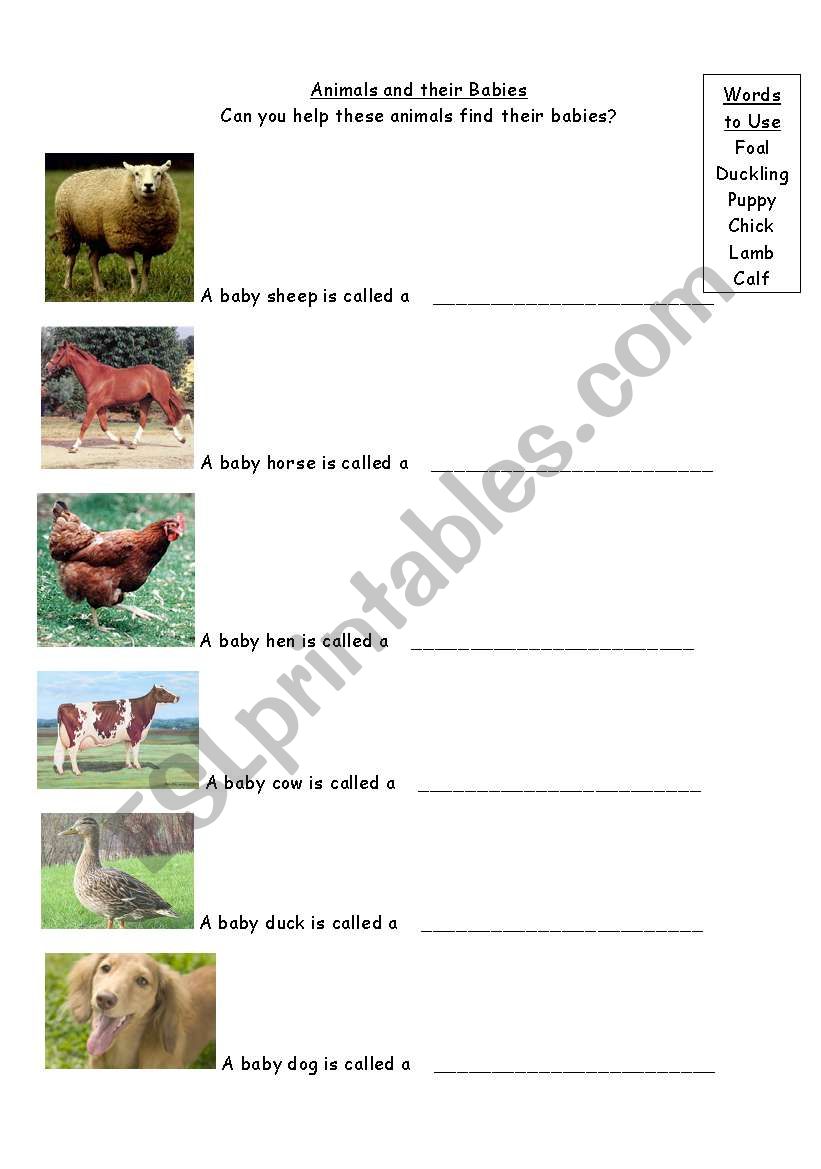 Young animals worksheet