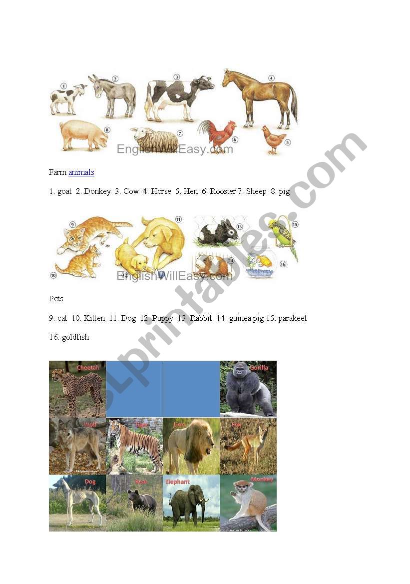 animals worksheet