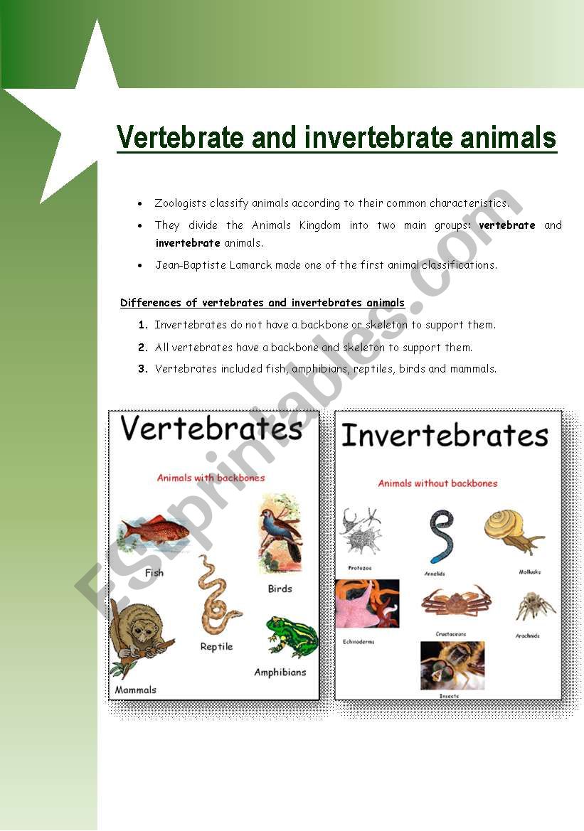 Vertebrate & invertebrate animals - ESL worksheet by Mariola PdD
