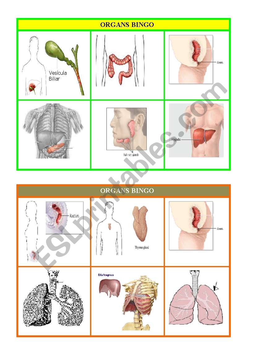 ORGANS BINGO part 3 worksheet