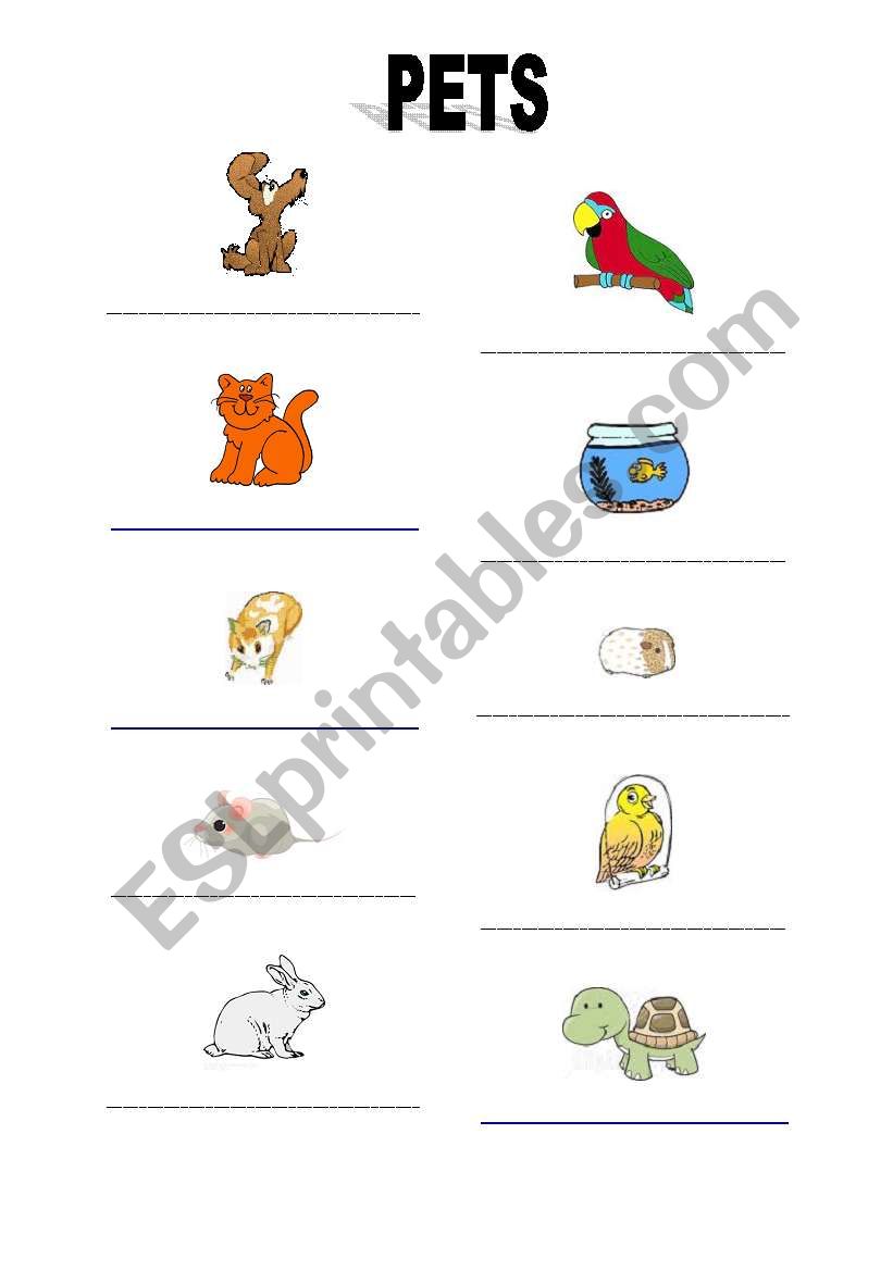 pets worksheet