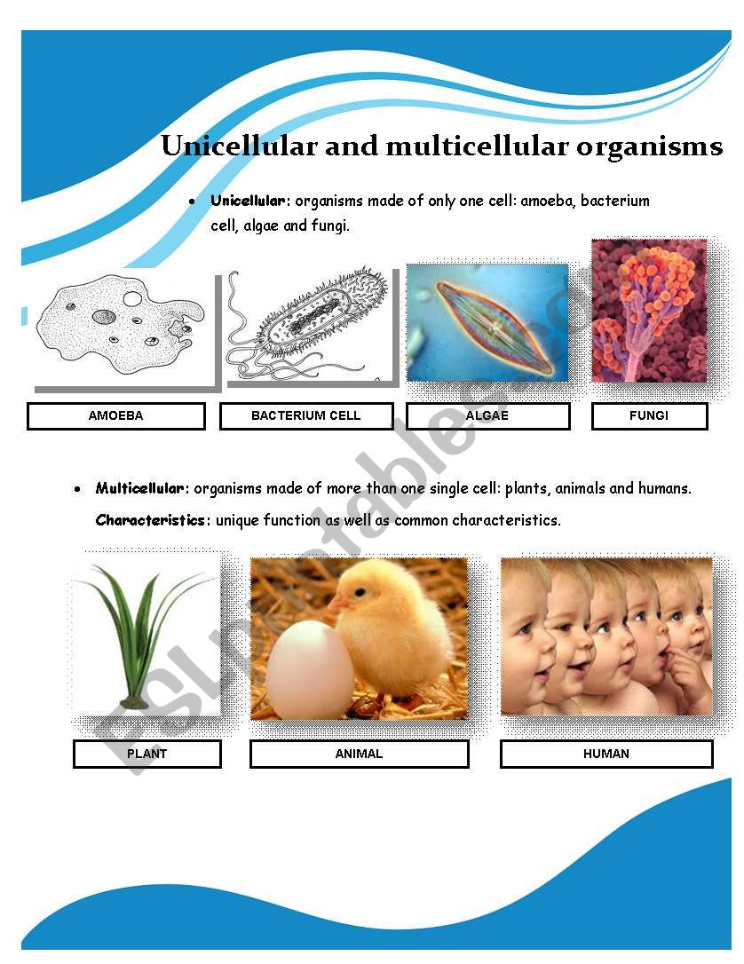 Unicellular and multicellular organisms