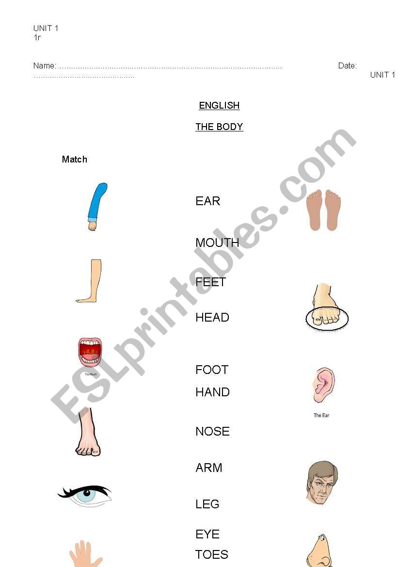 body worksheet