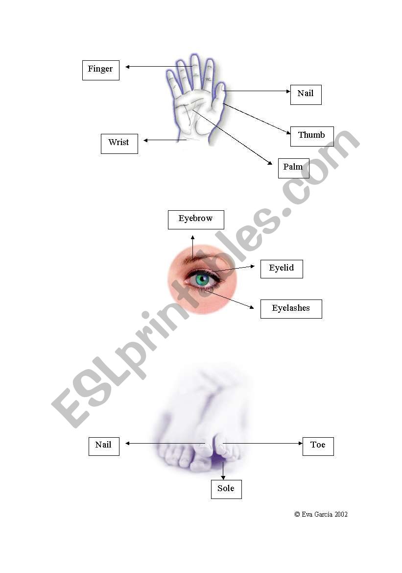 parts of the body worksheet