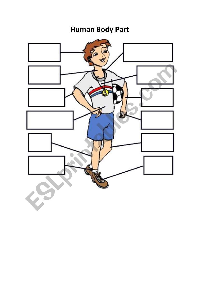 human body part worksheet