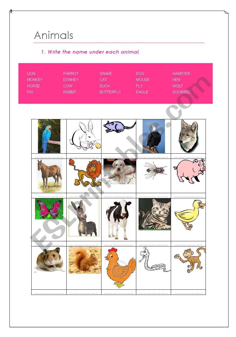 Animals classification worksheet