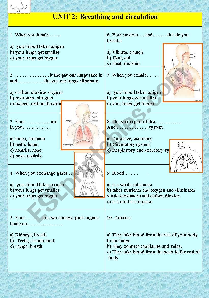 breathe and circulation worksheet