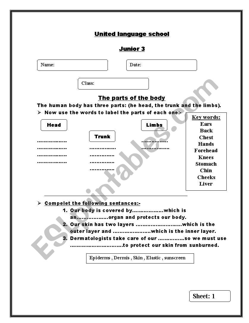 external dody parts worksheet