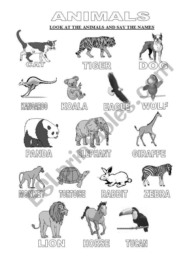ANIMAL KINDS worksheet