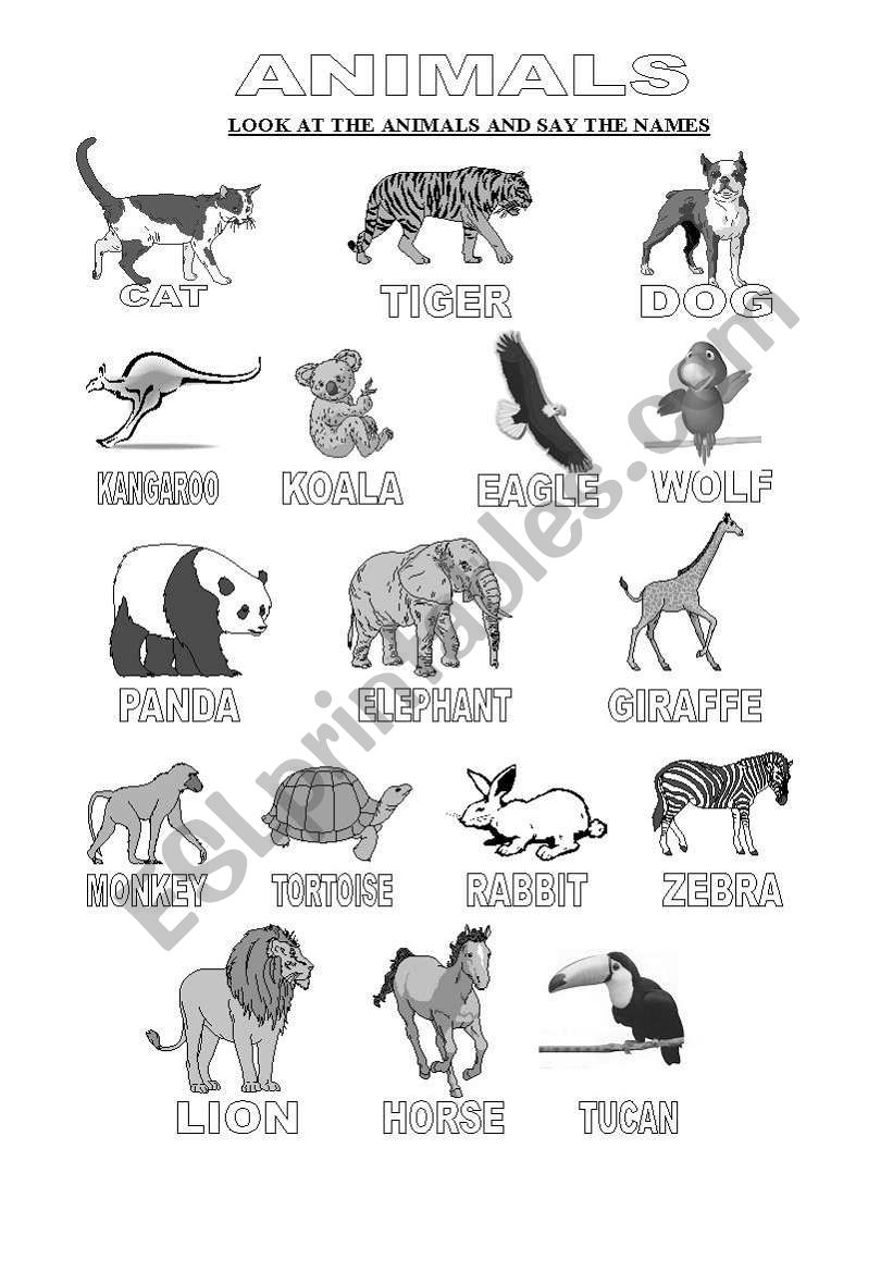 ANIMAL KINDS worksheet
