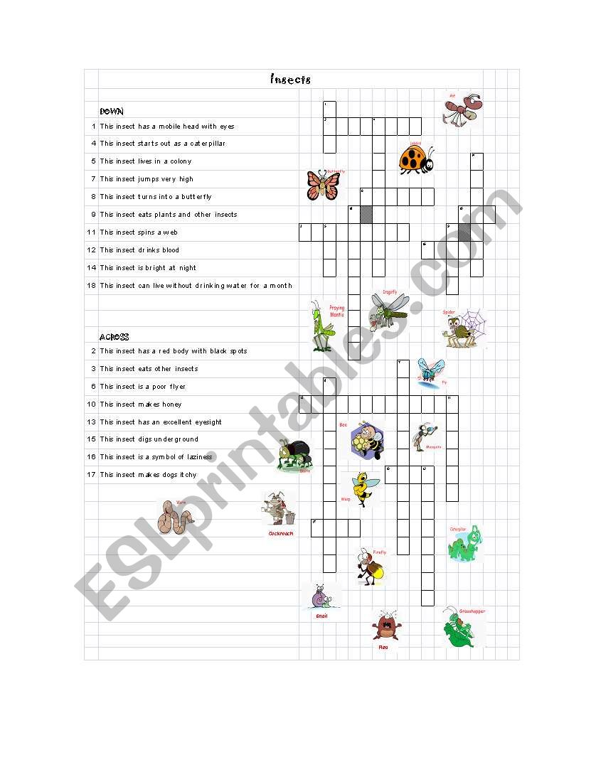 Insects worksheet
