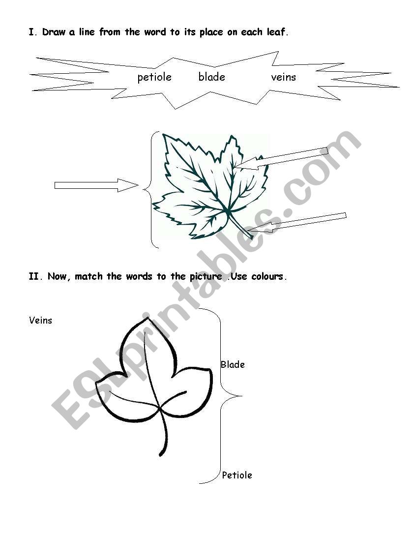 English worksheets: Parts of a leave