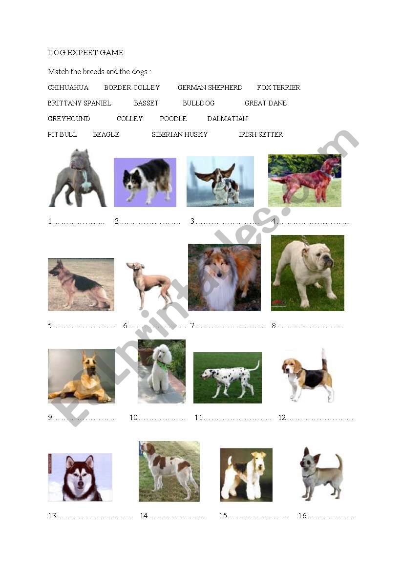 Dog expert worksheet