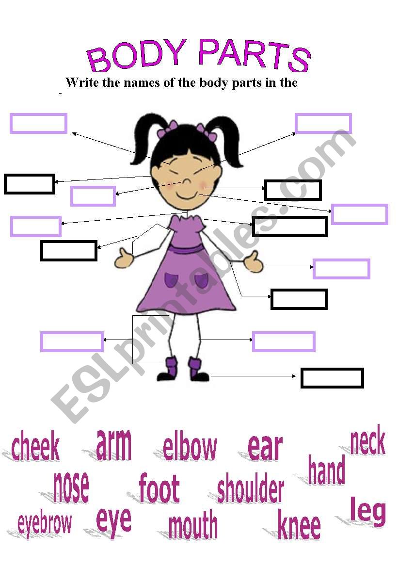 parts of the body worksheet