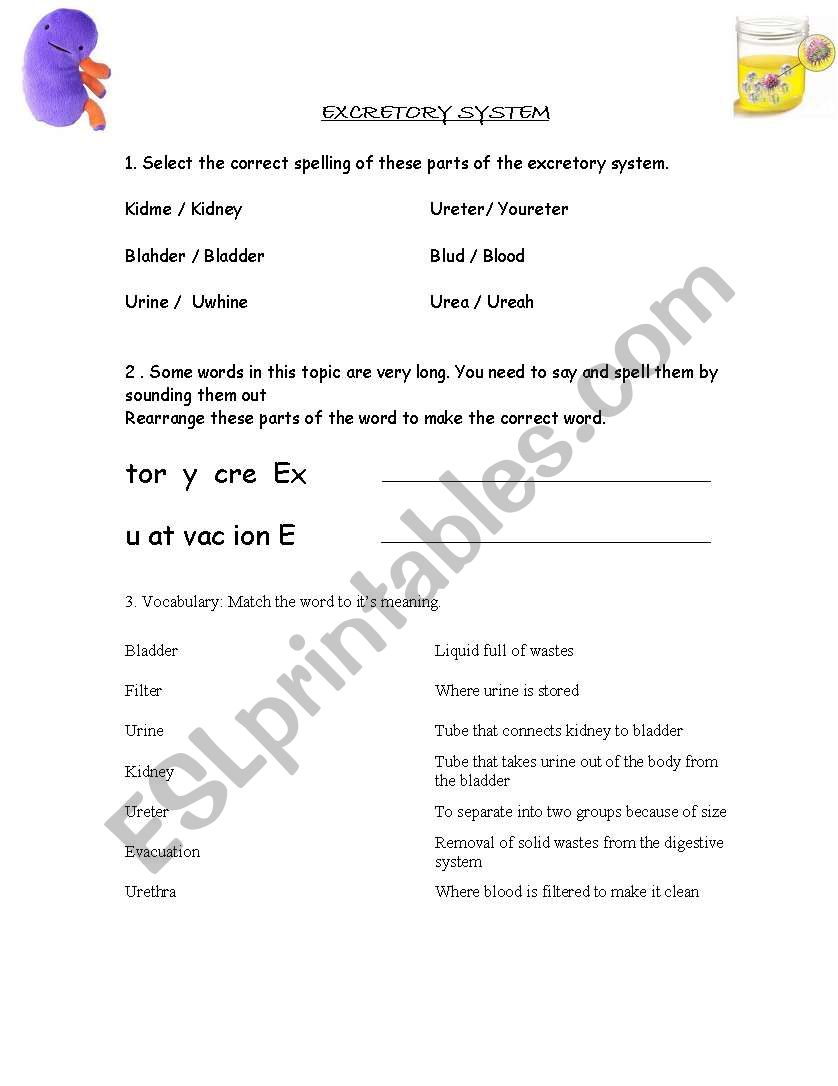 Excretory System worksheet