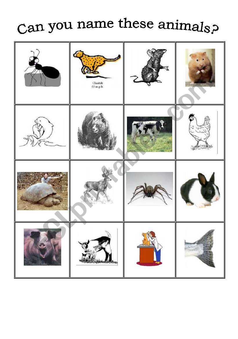 wild and domestic animals worksheet