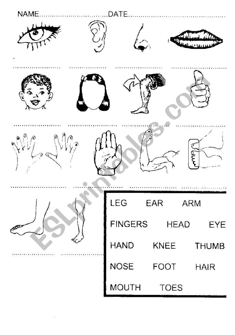 Name the body part worksheet