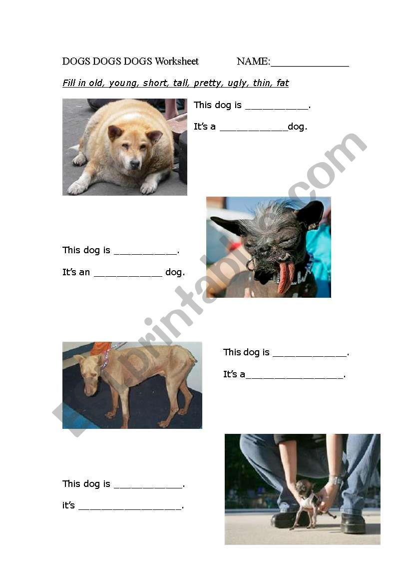 Dogs dogs dogs worksheet