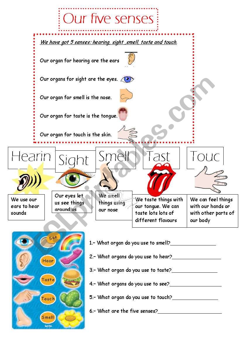 Our five senses worksheet