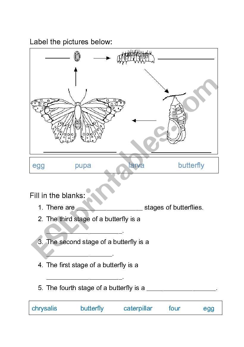 English worksheets: Life Cycle of Butterfly Worksheet Throughout Butterfly Life Cycle Worksheet 2