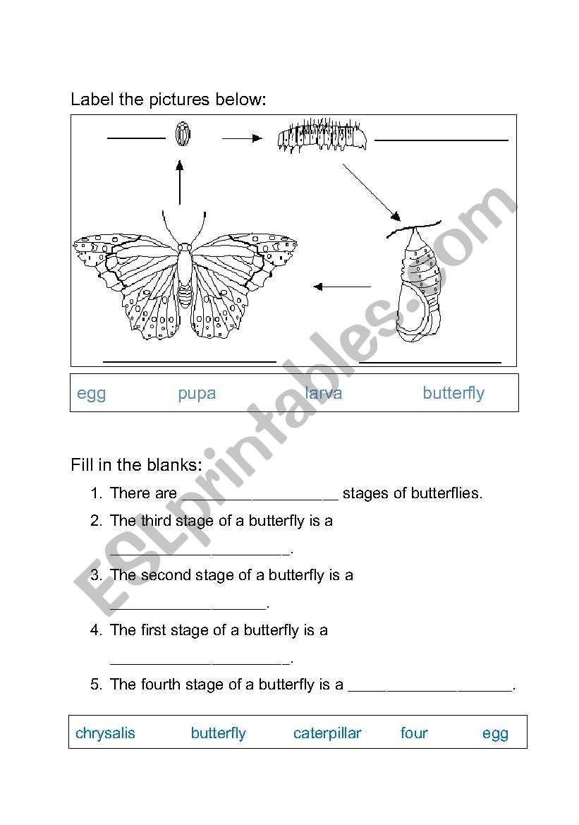 Life Cycle of Butterfly Worksheet