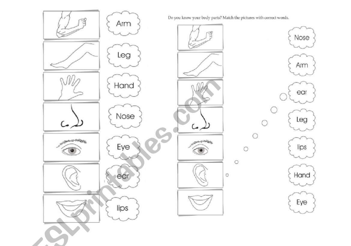 body parts worksheet