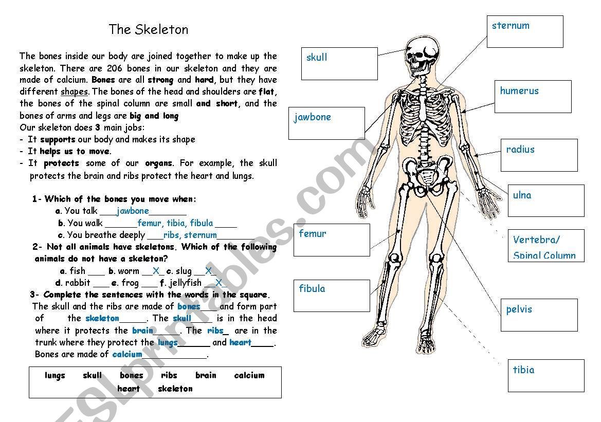 Body Bones worksheet