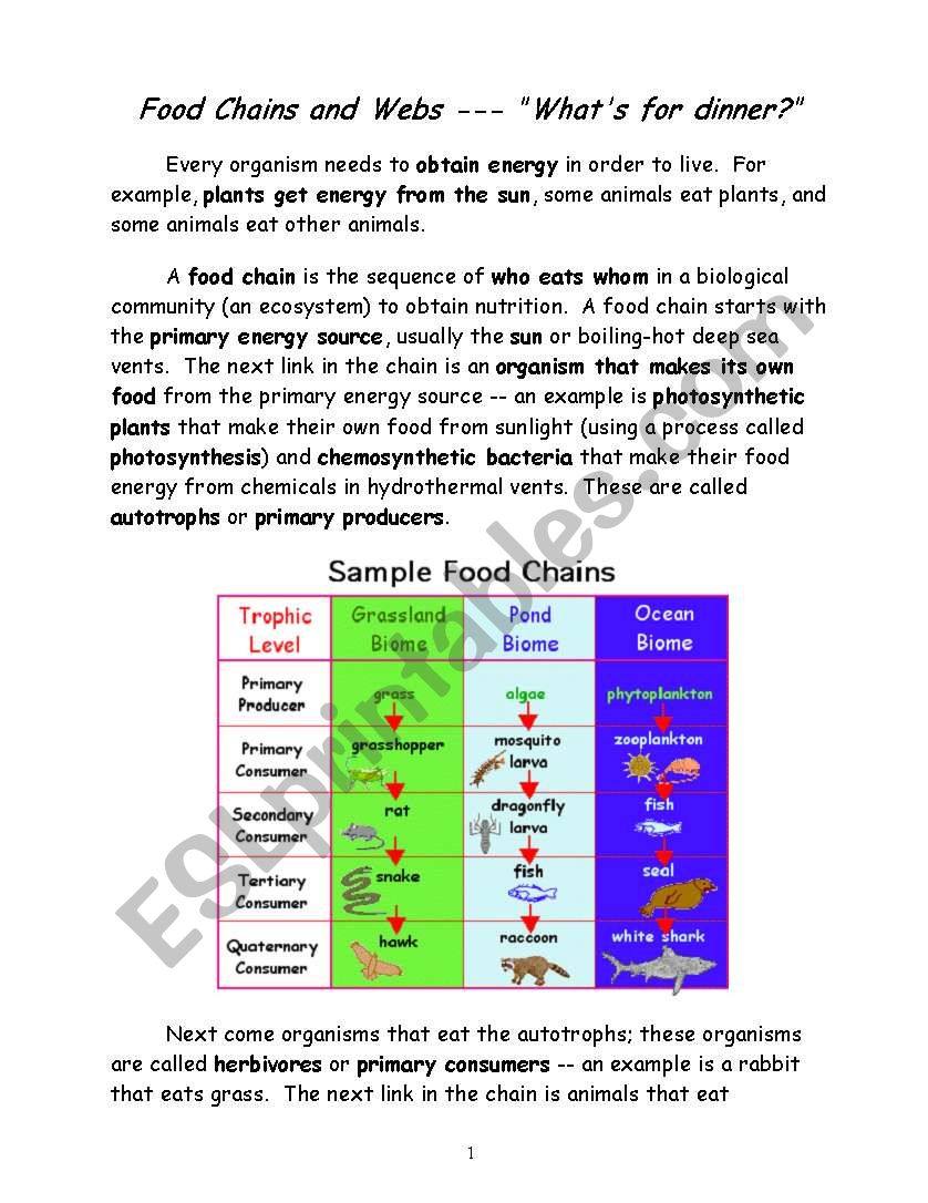 animals shelter worksheet